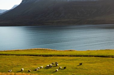 Renkli sonbahar doğası. İzlanda 'ya git. Dağları, gökyüzü ve bulutları olan güzel İzlanda manzarası.