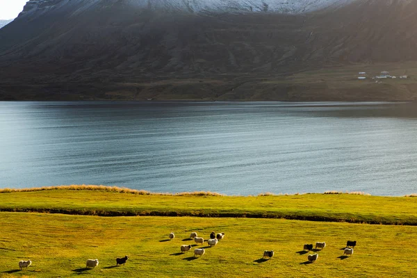 Colorful Autumn Nature Travel Iceland Beautiful Icelandic Landscape Mountains Sky — Stockfoto