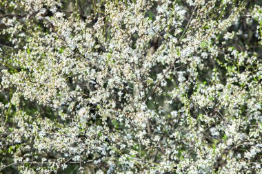 Bahar çiçeği arka planı. Çiçek açan ağaç ve güneş ışığıyla güzel bir doğa sahnesi. Güneşli bir gün. Bahar çiçekleri.