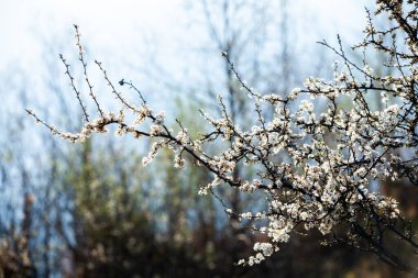 Bahar çiçeği arka planı. Çiçek açan ağaç ve güneş ışığıyla güzel bir doğa sahnesi. Güneşli bir gün. Bahar çiçekleri.