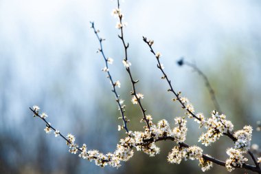Bahar çiçeği arka planı. Çiçek açan ağaç ve güneş ışığıyla güzel bir doğa sahnesi. Güneşli bir gün. Bahar çiçekleri.