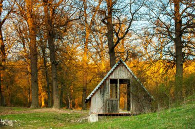Bahar yeşili orman. Bir sürü genç ağaç gölgeler bırakıyor, Moldova, Avrupa 'da güzel bir ormanda gün doğuyor. Güzel yeşil manzara. Doğa.