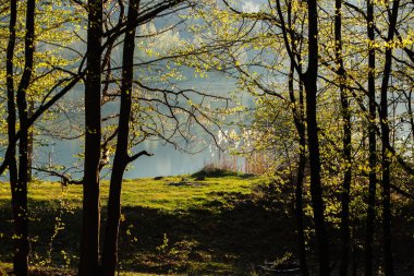 Bahar yeşili orman. Bir sürü genç ağaç gölgeler bırakıyor, Moldova, Avrupa 'da güzel bir ormanda gün doğuyor. Güzel yeşil manzara. Doğa.