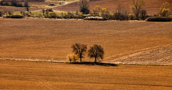 Ein Blick Auf Das Landwirtschaftliche Feld Einem Sonnigen Sommertag Boden — Stockfoto