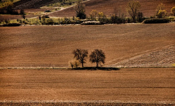 Ein Blick Auf Das Landwirtschaftliche Feld Einem Sonnigen Sommertag Boden — Stockfoto