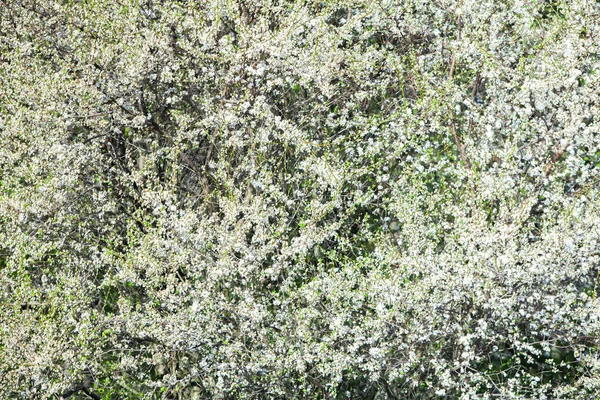 Spring Blossom Background Beautiful Nature Scene Blooming Tree Sun Flare — Stock Photo, Image