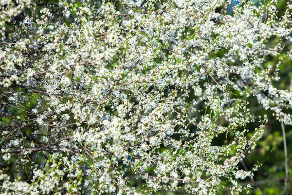 Våren Blommar Bakgrund Vacker Naturscen Med Blommande Träd Och Soleruption — Stockfoto