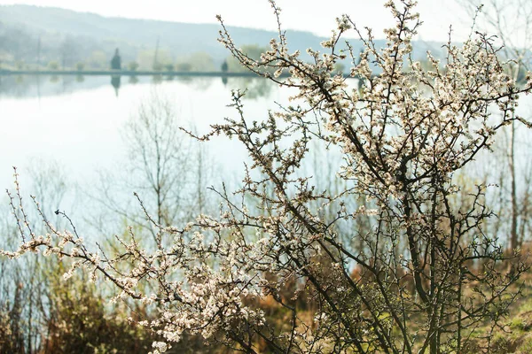 Jarní Kvetoucí Pozadí Krásná Přírodní Scéna Kvetoucím Stromem Slunečními Erupcemi — Stock fotografie