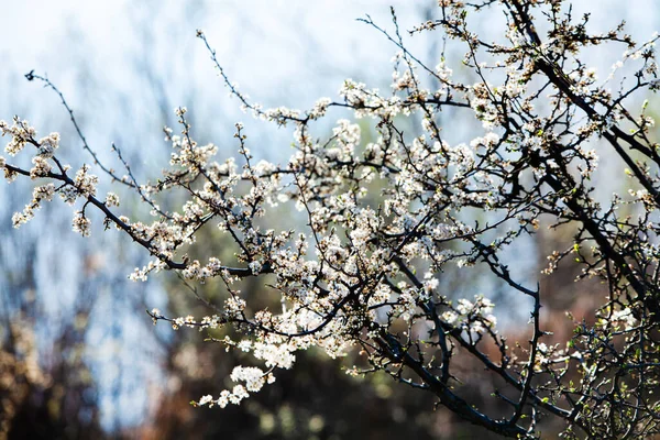 Spring Blossom Background Beautiful Nature Scene Blooming Tree Sun Flare — Stock Photo, Image