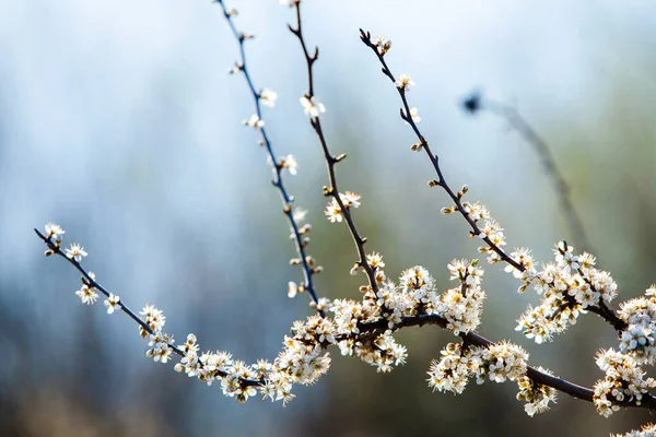 Voorjaarsbloesem Achtergrond Prachtige Natuur Met Bloeiende Boom Zonnevlam Zonnige Dag — Stockfoto