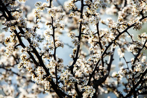 Fundo Flor Primavera Bela Cena Natureza Com Flare Árvore Sol — Fotografia de Stock