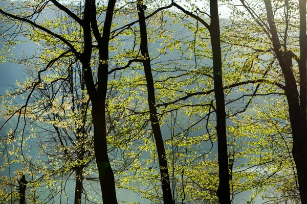 Floresta Verde Primavera Lotes Árvores Jovens Lançando Sombras Nascer Sol — Fotografia de Stock