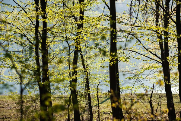 Forêt Verte Printanière Beaucoup Jeunes Arbres Projetant Des Ombres Lever — Photo