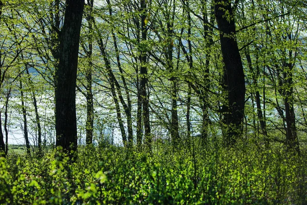 Vårgrön Skog Massor Unga Träd Kastar Skuggor Soluppgång Vacker Skog — Stockfoto