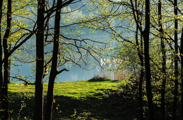 Весенний Зеленый Лес Много Молодых Деревьев Отбрасывающих Тени Рассвет Красивом — стоковое фото