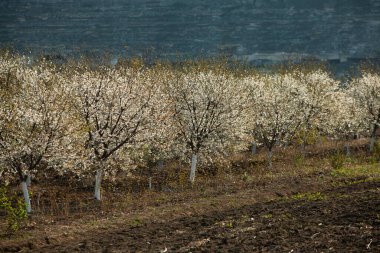 Bahar çiçeği arka planı. Çiçek açan ağaç ve güneş ışığıyla güzel bir doğa sahnesi. Güneşli bir gün. Bahar çiçekleri. Tarlada çiçek açan elma ağaçları. Moldova, Avrupa 'da manzara.