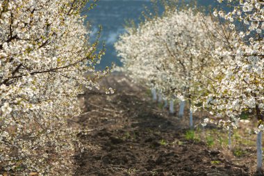 Bahar çiçeği arka planı. Çiçek açan ağaç ve güneş ışığıyla güzel bir doğa sahnesi. Güneşli bir gün. Bahar çiçekleri. Tarlada çiçek açan elma ağaçları. Moldova, Avrupa 'da manzara.