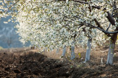 Bahar çiçeği arka planı. Çiçek açan ağaç ve güneş ışığıyla güzel bir doğa sahnesi. Güneşli bir gün. Bahar çiçekleri. Tarlada çiçek açan elma ağaçları. Moldova, Avrupa 'da manzara.