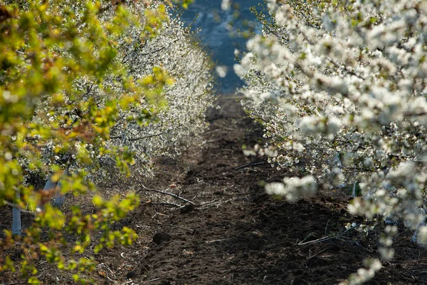 Fondo Flores Primavera Hermosa Escena Naturaleza Con Árbol Flor Llamarada — Foto de Stock