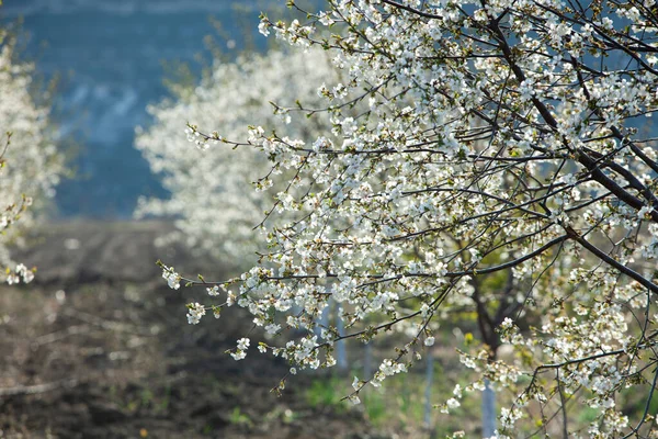 Весенний Цветочный Фон Сцена Природы Цветущим Деревом Вспышкой Солнца Солнечный — стоковое фото