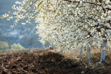 Bahar çiçeği arka planı. Çiçek açan ağaç ve güneş ışığıyla güzel bir doğa sahnesi. Güneşli bir gün. Bahar çiçekleri. Tarlada çiçek açan elma ağaçları. Moldova, Avrupa 'da manzara.
