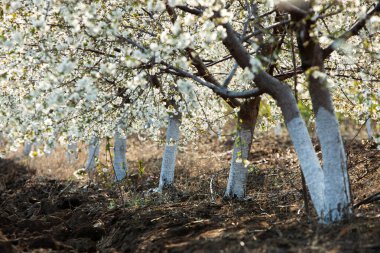 Bahar çiçeği arka planı. Çiçek açan ağaç ve güneş ışığıyla güzel bir doğa sahnesi. Güneşli bir gün. Bahar çiçekleri. Tarlada çiçek açan elma ağaçları. Moldova, Avrupa 'da manzara.