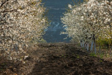 Bahar çiçeği arka planı. Çiçek açan ağaç ve güneş ışığıyla güzel bir doğa sahnesi. Güneşli bir gün. Bahar çiçekleri. Tarlada çiçek açan elma ağaçları. Moldova, Avrupa 'da manzara.