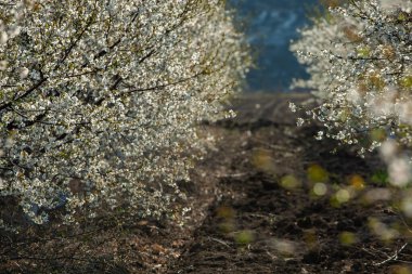Bahar çiçeği arka planı. Çiçek açan ağaç ve güneş ışığıyla güzel bir doğa sahnesi. Güneşli bir gün. Bahar çiçekleri. Tarlada çiçek açan elma ağaçları. Moldova, Avrupa 'da manzara.