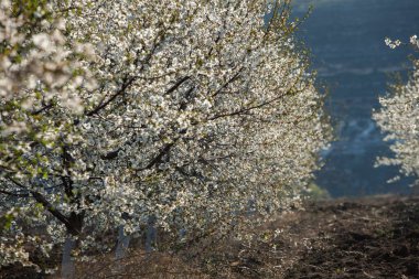 Bahar çiçeği arka planı. Çiçek açan ağaç ve güneş ışığıyla güzel bir doğa sahnesi. Güneşli bir gün. Bahar çiçekleri. Tarlada çiçek açan elma ağaçları. Moldova, Avrupa 'da manzara.