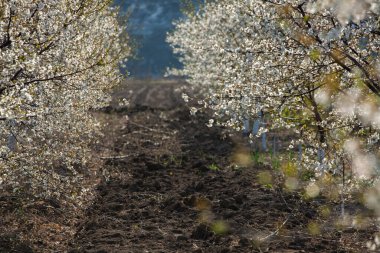 Bahar çiçeği arka planı. Çiçek açan ağaç ve güneş ışığıyla güzel bir doğa sahnesi. Güneşli bir gün. Bahar çiçekleri. Tarlada çiçek açan elma ağaçları. Moldova, Avrupa 'da manzara.