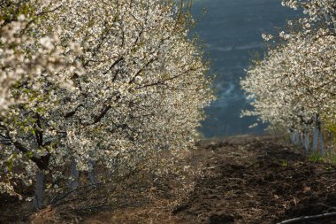 Bahar çiçeği arka planı. Çiçek açan ağaç ve güneş ışığıyla güzel bir doğa sahnesi. Güneşli bir gün. Bahar çiçekleri. Tarlada çiçek açan elma ağaçları. Moldova, Avrupa 'da manzara.