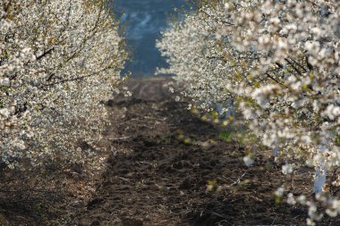 Bahar çiçeği arka planı. Çiçek açan ağaç ve güneş ışığıyla güzel bir doğa sahnesi. Güneşli bir gün. Bahar çiçekleri. Tarlada çiçek açan elma ağaçları. Moldova, Avrupa 'da manzara.