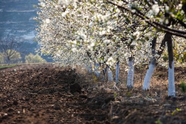 Bahar çiçeği arka planı. Çiçek açan ağaç ve güneş ışığıyla güzel bir doğa sahnesi. Güneşli bir gün. Bahar çiçekleri. Tarlada çiçek açan elma ağaçları. Moldova, Avrupa 'da manzara.