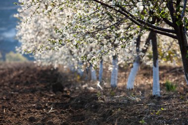 Bahar çiçeği arka planı. Çiçek açan ağaç ve güneş ışığıyla güzel bir doğa sahnesi. Güneşli bir gün. Bahar çiçekleri. Tarlada çiçek açan elma ağaçları. Moldova, Avrupa 'da manzara.
