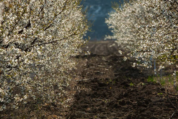 Våren Blommar Bakgrund Vacker Naturscen Med Blommande Träd Och Soleruption — Stockfoto