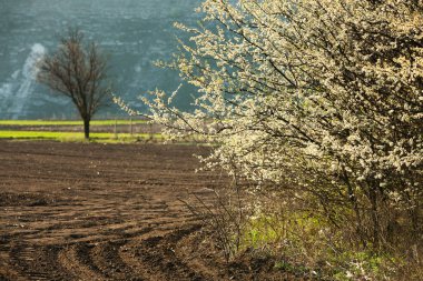 Bahar çiçeği arka planı. Çiçek açan ağaç ve güneş ışığıyla güzel bir doğa sahnesi. Güneşli bir gün. Bahar çiçekleri. Tarlada çiçek açan elma ağaçları. Moldova, Avrupa 'da manzara.