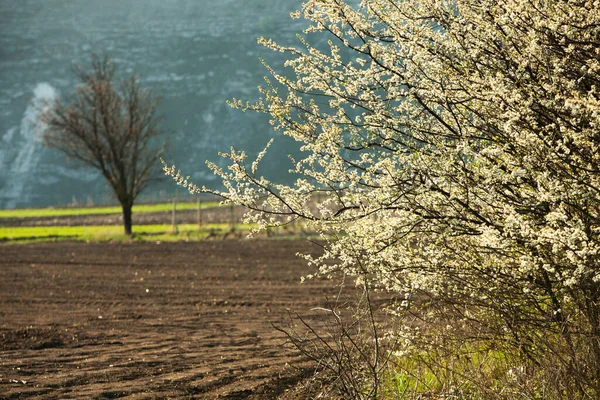 Våren Blommar Bakgrund Vacker Naturscen Med Blommande Träd Och Soleruption — Stockfoto