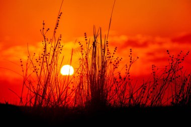Arkaplan çiçeği akşamı. Bir yaz sabahı yeşil çayırda güzel bir gün doğumu. Yeşil geniş arazide güzel bir gün batımı. Muhteşem bir gün batımı..