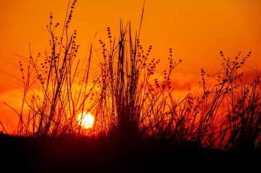Arkaplan çiçeği akşamı. Bir yaz sabahı yeşil çayırda güzel bir gün doğumu. Yeşil geniş arazide güzel bir gün batımı. Muhteşem bir gün batımı..