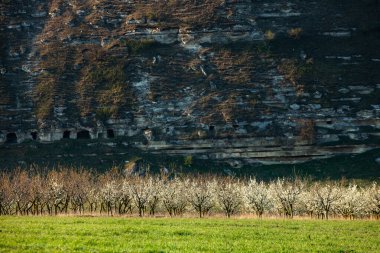 Moldova Cumhuriyeti 'nin güzel bahar manzarası. Yeşil manzara. Bahar doğası. Yeşil Çimenli ve Ağaçlı Park. Avrupa 'ya seyahat. Çiçek açan ağaçlar ve kayalar.