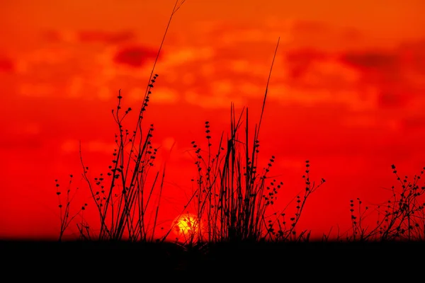 Hintergrund Blumenabend Schöner Sonnenaufgang Über Der Grünen Wiese Einem Sommermorgen — Stockfoto
