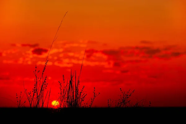 Noche Flores Fondo Hermoso Amanecer Sobre Campo Verde Una Mañana — Foto de Stock