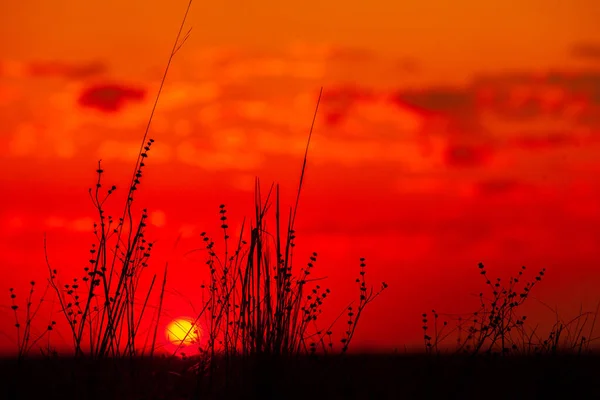 背景の花の夜 夏の朝 緑の畑の上に美しい日の出 緑の広い畑の上に美しい夕日 — ストック写真