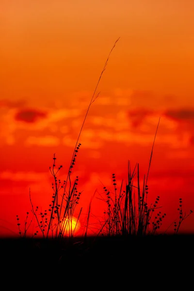 Wieczór Kwiatów Tle Piękny Wschód Słońca Nad Zielonym Polem Letni — Zdjęcie stockowe