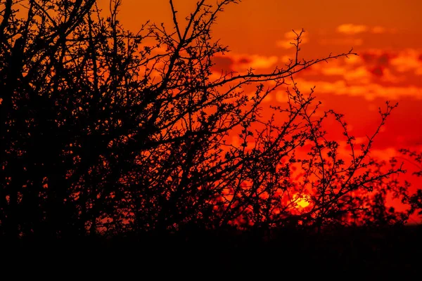 Фоновый Цветочный Вечер Прекрасный Восход Солнца Над Зеленым Полем Летним — стоковое фото