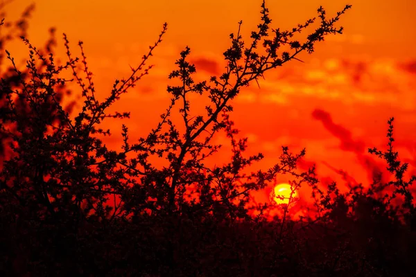 Noche Flores Fondo Hermoso Amanecer Sobre Campo Verde Una Mañana — Foto de Stock