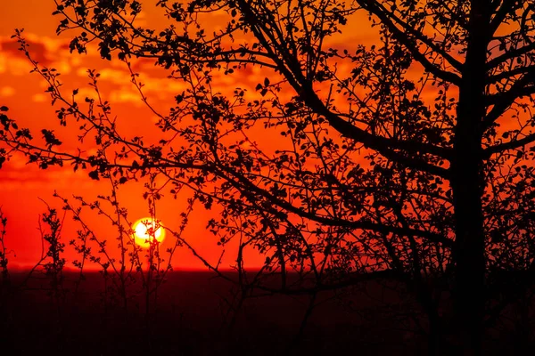 Hintergrund Blumenabend Schöner Sonnenaufgang Über Der Grünen Wiese Einem Sommermorgen — Stockfoto