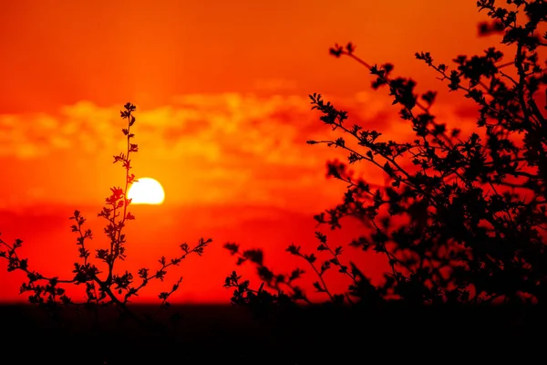 Hintergrund Blumenabend Schöner Sonnenaufgang Über Der Grünen Wiese Einem Sommermorgen — Stockfoto