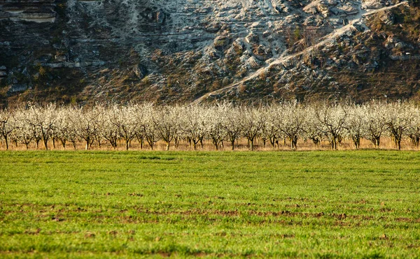 Vackert Vårlandskap Moldavien Grönt Landskap Vårnaturen Parkera Med Grönt Gräs — Stockfoto