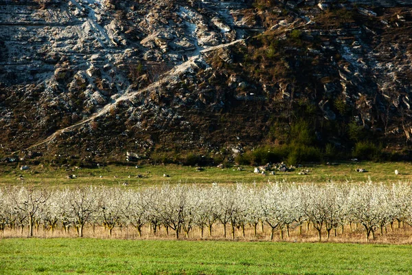 Bela Paisagem Primavera República Moldávia Paisagem Verde Primavera Natureza Parque — Fotografia de Stock